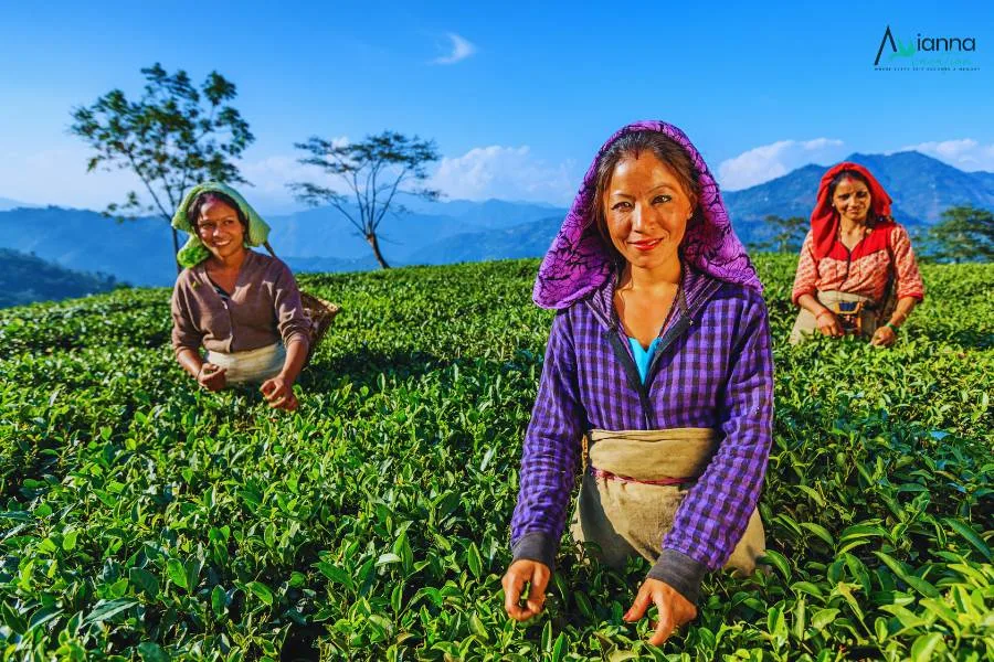 Darjeeling Tea Garden