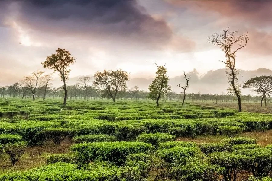 Untitled design (18)