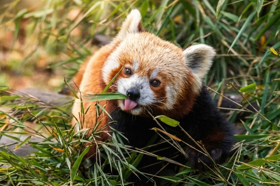 Padmaja Naidu Zoological Park